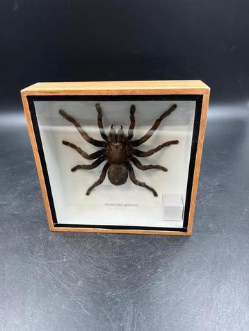 Opgezette spin in lijst 15 x 15 cm beschikbaar voor biedingen