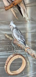 Te koop mooie bonte valkparkiet, Tropenvogel, Tam