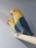 Jong Broedkoppel fischeri dubbel violet yellow face opaline, Dieren en Toebehoren, Vogels | Parkieten en Papegaaien, Meerdere dieren