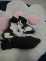 Nestje 2 katertjes 1 poesje, Dieren en Toebehoren, Katten en Kittens | Overige Katten, Meerdere dieren