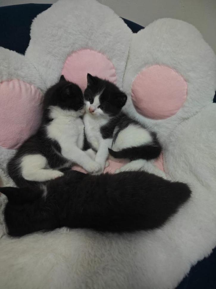 Nestje 2 katertjes 1 poesje, Dieren en Toebehoren, Katten en Kittens | Overige Katten, Meerdere dieren