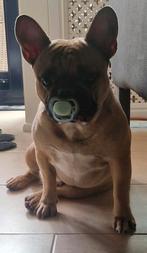 Dek  Reu 3 jaar met stamboom, Dieren en Toebehoren, Honden | Bulldogs, Pinschers en Molossers, Rabiës (hondsdolheid), Reu, Bulldog