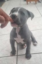 Amerikaanse stafford Puppy 🐶 bleu ,grijs, Dieren en Toebehoren, Rabiës (hondsdolheid), 8 tot 15 weken, Eén hond, Nederland