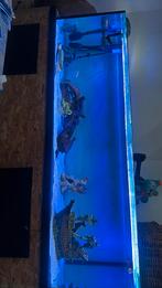 Vissen gezocht, Dieren en Toebehoren, Ophalen, Zo goed als nieuw