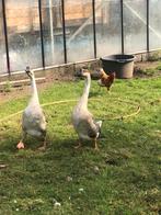 Ganzen te koop, Mannelijk, Gans of Zwaan