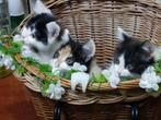 Britse Korthaar Kittens, Dieren en Toebehoren, Katten en Kittens | Raskatten | Korthaar, Meerdere dieren, Ontwormd, 0 tot 2 jaar