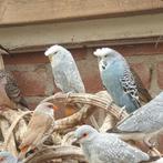 3 Koppels rozet parkieten, Dieren en Toebehoren, Vogels | Parkieten en Papegaaien, Meerdere dieren, Parkiet