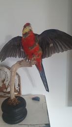 Oude opgezette vogel rosella, Verzamelen, Dierenverzamelingen, Ophalen of Verzenden, Gebruikt, Vogel, Opgezet dier