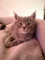 Main Coon kittens, Dieren en Toebehoren, Katten en Kittens | Raskatten | Langhaar, Meerdere dieren, Gechipt, 0 tot 2 jaar