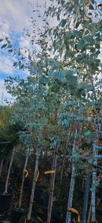 Bomenopruiming Eucalyptus boom ca 250 cm hoog, Tuin en Terras, 100 tot 250 cm, Volle zon, In pot, Overige soorten