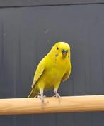 Zumba zoekt een huisje! (grasparkiet), Mannelijk, Parkiet