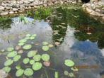zuursofplanten vijver, Ophalen, Nieuw