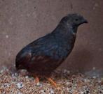 3 chinese dwergkwartels haan gratis., Dieren en Toebehoren, Vogels | Overige Vogels, Mannelijk, Tropenvogel