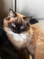 Ragdoll poes, Dieren en Toebehoren, Katten en Kittens | Raskatten | Langhaar, Poes, Gechipt, 0 tot 2 jaar