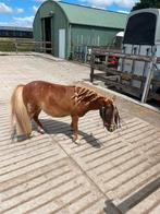 Pony zoekt verzorgster, Dieren en Toebehoren, Ophalen