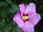 Hibiscus, mooie eetbare bloemen. Duurzaam &gifvrij gekweekt, Tuin en Terras, Planten | Tuinplanten, Ophalen, Zomer, Overige soorten