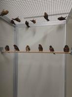 Kleine barmsijsen, Dieren en Toebehoren, Meerdere dieren, Wildzangvogel, Geringd