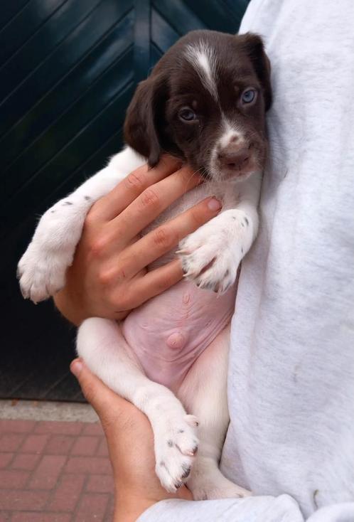 Ongelooflijk  bijzondere Bruinbonte   Friese stabij pups, Dieren en Toebehoren, Honden | Retrievers, Spaniëls en Waterhonden, Meerdere dieren
