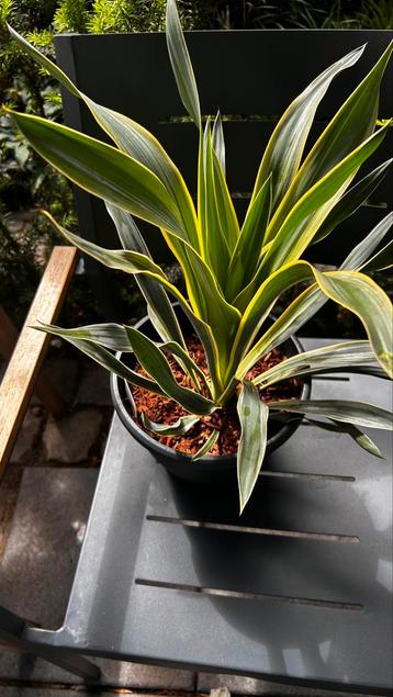 Yucca Gloriosa beschikbaar voor biedingen