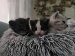 2 poesjes 1 katertje zoeken een nieuw thuis, Dieren en Toebehoren, Katten en Kittens | Overige Katten, Meerdere dieren