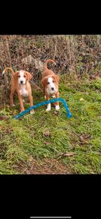 PUP 15 weken !!, Dieren en Toebehoren, Honden | Niet-rashonden, Parvo, Particulier, 8 tot 15 weken, Buitenland