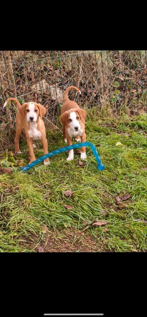 PUP 15 weken !!, Dieren en Toebehoren, Honden | Niet-rashonden, Middel, Teef, Particulier, Eén hond, Buitenland, 8 tot 15 weken