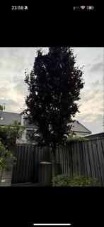Paarse beuk rode beuk, Tuin en Terras, Planten | Bomen, Bloeit niet, Zuilboom, 400 cm of meer, Ophalen