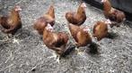 Slacht hanen tekoop, Dieren en Toebehoren, Pluimvee, Meerdere dieren, Overige soorten
