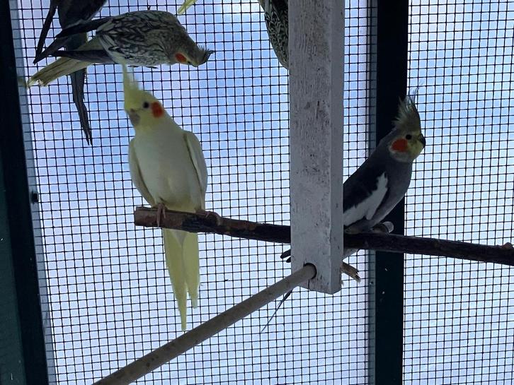 Valkparkieten, Dieren en Toebehoren, Vogels | Parkieten en Papegaaien, Parkiet, Meerdere dieren, Geringd