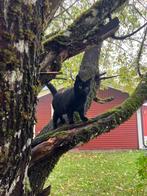 Aangelopen broer en zus zoeken samen een nieuw thuis, Dieren en Toebehoren, Katten en Kittens | Overige Katten, Meerdere dieren