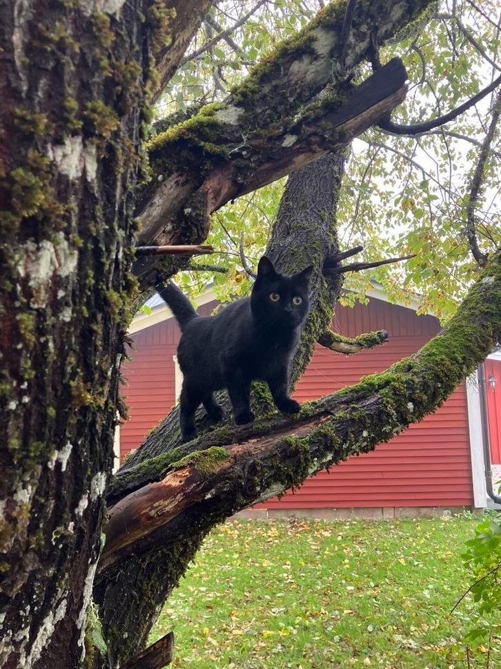 Aangelopen broer en zus zoeken samen een nieuw thuis, Dieren en Toebehoren, Katten en Kittens | Overige Katten, Kortharig, Meerdere dieren