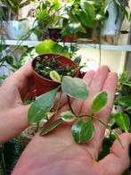 Baby Dischidia Oiantha Variegata, populaire kamerplantje, Huis en Inrichting, Overige soorten, In pot, Minder dan 100 cm, Groene kamerplant