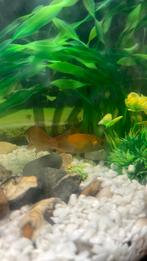 Goudvissen, Dieren en Toebehoren, Vissen | Aquariumvissen, Vis