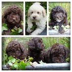 Boompoo pups middelslag Boomer x poedel, Nederland, Overige rassen, 8 tot 15 weken, CDV (hondenziekte)