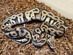 Actie! - Leopard Pastel DH Desert Ghost Clown - man, Slang