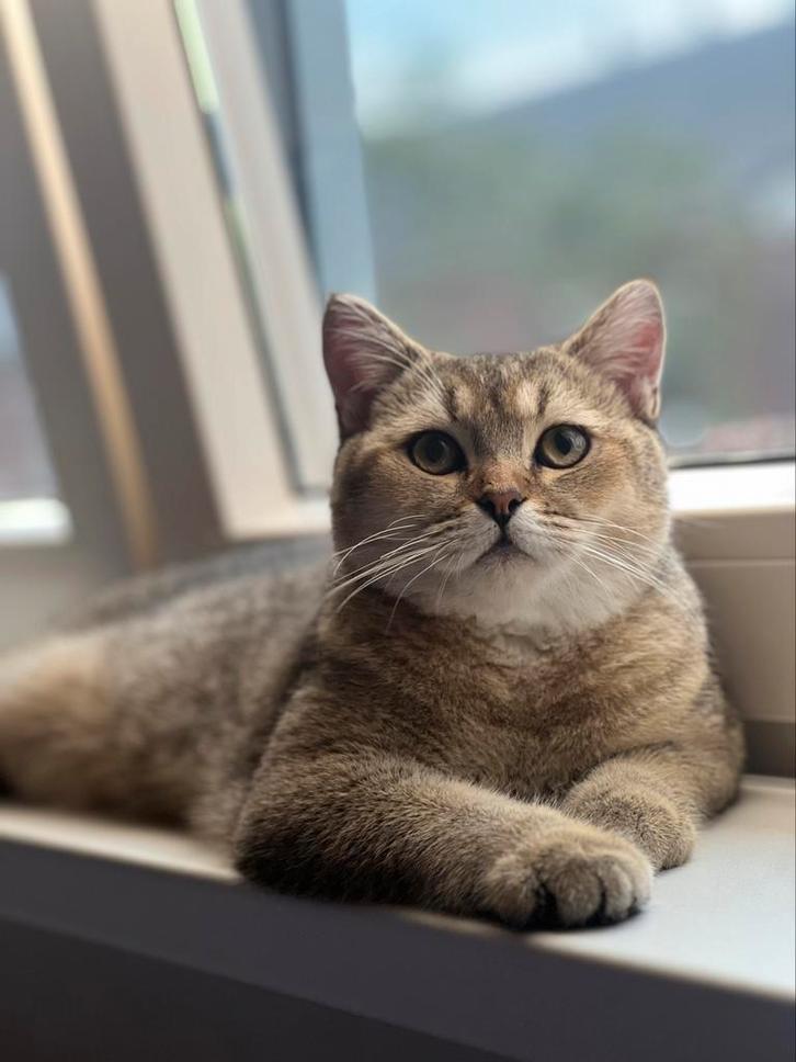 Ervaren Lieve Britse korthaar Dekkater!, Dieren en Toebehoren, Katten en Kittens | Dekkaters