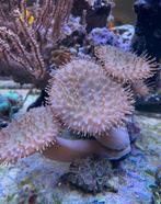 Lederpaddestoel koraal stekjes, Nieuw, Overige typen, Ophalen of Verzenden
