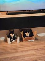 Lieve katten Stip & Streep zoeken een nieuw thuis, Dieren en Toebehoren, Katten en Kittens | Overige Katten, Kater, Kortharig
