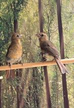 Tekoop Rode Kardinaal, Dieren en Toebehoren, Vogels | Overige Vogels, Vrouwelijk, Tropenvogel, Geringd