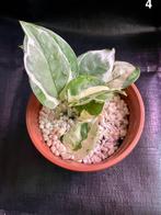 Epipremnum aureum 'N'Joy', Huis en Inrichting, Kamerplanten, Overige soorten, Minder dan 100 cm, Halfschaduw, Groene kamerplant