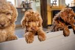 Doodle reutjes Labradoodle x Sennendoodle, Dieren en Toebehoren, Reu, 8 tot 15 weken, Meerdere, Middel