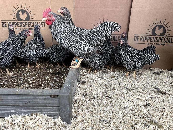 Jonge tamme Amrock krielkippen Gesekst en Ingeënt, Dieren en Toebehoren, Pluimvee, Kip, Meerdere dieren