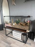 Ferplast hamsterkooi terrarium 100cm, Dieren en Toebehoren, Knaagdieren en Konijnen | Hokken en Kooien, Kooi, Zo goed als nieuw