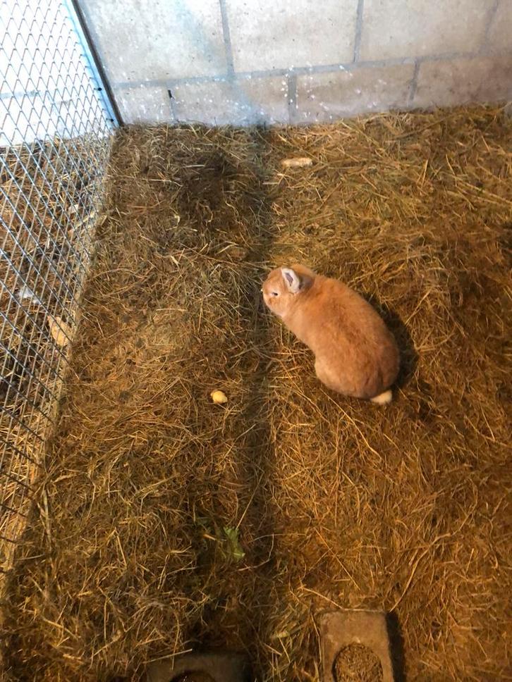 2 duitse reus voedsters en 1 dwergkonijn rammetje, Dieren en Toebehoren, Konijnen, Groot, Meerdere dieren, 3 tot 5 jaar