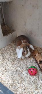 Hangoorkonijn, Dieren en Toebehoren, Konijnen, Mannelijk