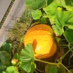 Pompoenen, Tuin en Terras, Ophalen, Voorjaar, Volle zon