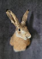 Opgezette haas. Konijn. Opgezette dieren. Taxidermie. Wild, Nieuw, Ophalen of Verzenden