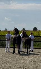 Te koop Fries hengstveulen vol papier, Dieren en Toebehoren, Minder dan 160 cm, Gechipt, Niet van toepassing, 0 tot 2 jaar