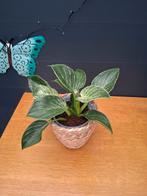 Mooie Philodendron Birkin in pot, Ophalen, Overige soorten, Halfschaduw, In pot