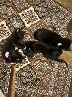 4 kittens, Dieren en Toebehoren, Katten en Kittens | Overige Katten